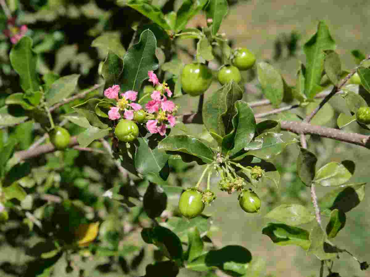 Schisandra Berry